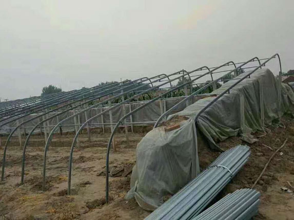 带后墙的椭圆管型大棚骨架图片