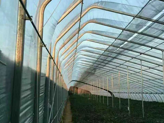 无后墙温室大棚（带一趟立柱）骨架图片