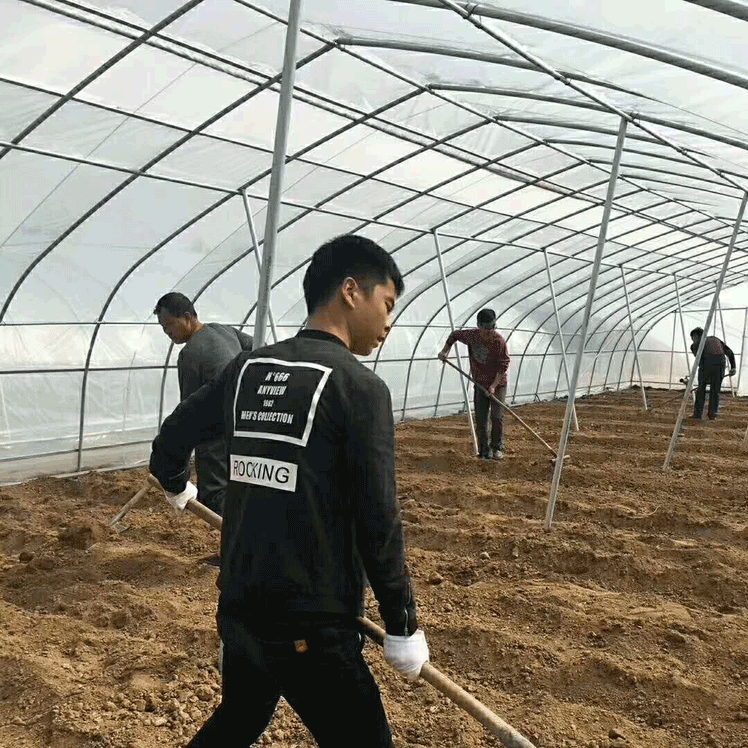 简易拱棚（农用大棚）高清图片