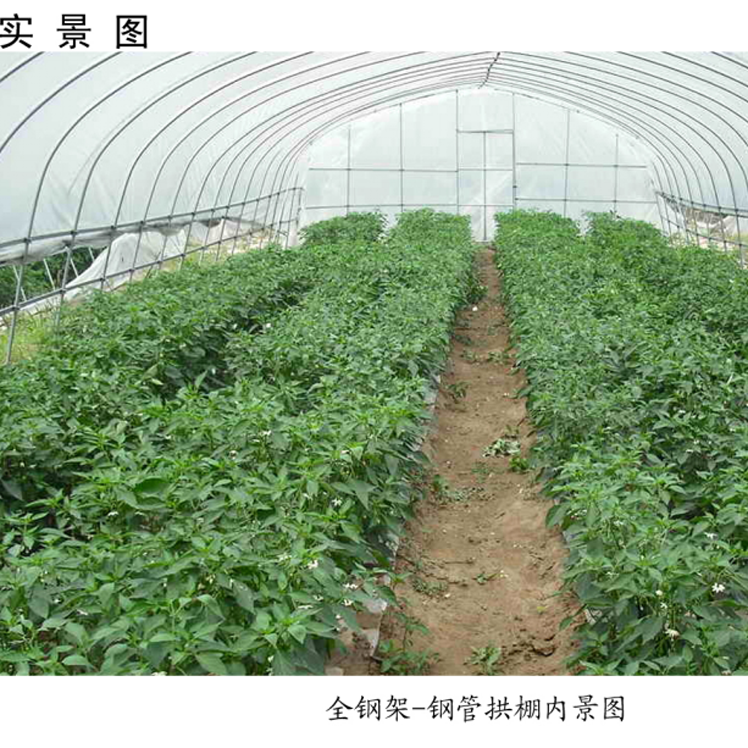 简易拱棚高清实景图