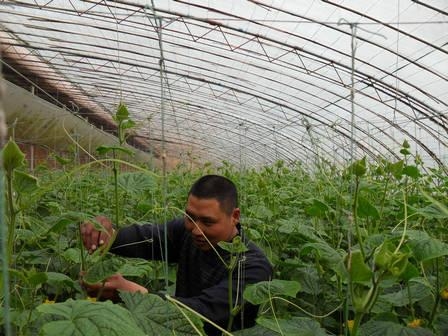 蔬菜大棚拉秧图片